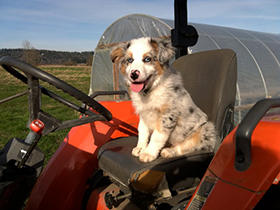 farm dog Gracie